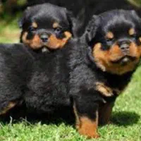 از ما بخرید توله روتیلر