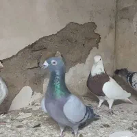 کفتر معامله با قناری