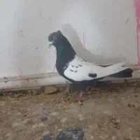 سینه ای سین دم سیاه