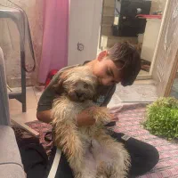 سگ شیتزو 7ماهه