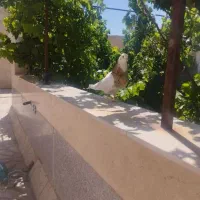 کبوتر طوقی