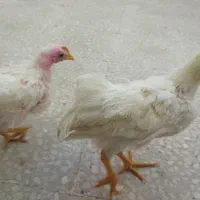 جوجه زنده