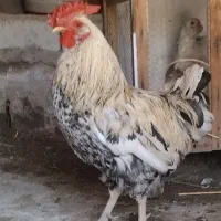 خروس گلین چهل تاج