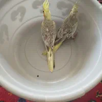 عروس هلندی مرواریدی