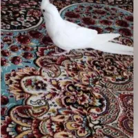 عروس هلندی|پرنده|خرمدره, |دیوار