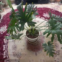 برگ انجیری فر