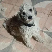 سگ تریر|سگ|بندر ماهشهر, |دیوار