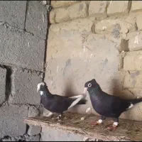 قره مینا کرمونی