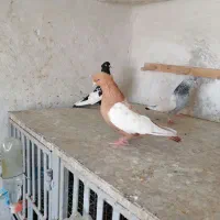 کفتر بهبهانی بزن ماده