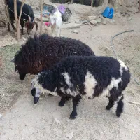 گوسفنـد پـرواری