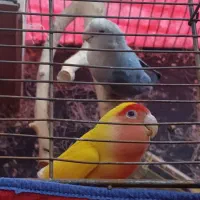 برزیلی مولد