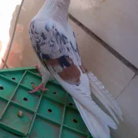 ۵ عدد کبوتر