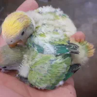 فروش جوجه طوطی برزیلی|پرنده|زنجان, |دیوار