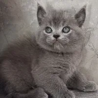 بچه گربه بریتیش بلو خرس