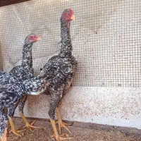 مرغ و خروس اوشامو‌کوکو