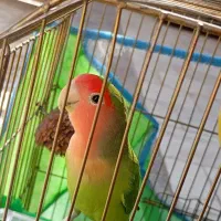 طوطی بریزیلی|پرنده|شاهرود, |دیوار