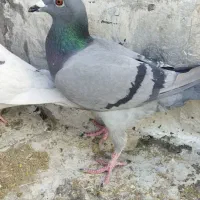 حیوون|حراج|فسا, |دیوار