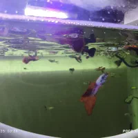 ماهی گوپی|ماهی|شیراز, ریاستی|دیوار