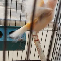 قناری با قفس ماده
