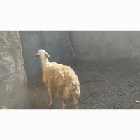 یک راس میش کاور تقلی آبستن بز هم دارم ده راس