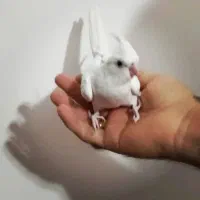 گرینچیک سرلاکی و عروس هلندی