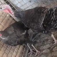 دوتا بوقلمون ماده
