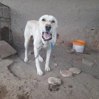 سگ خراسانی|سگ|رفسنجان, |دیوار