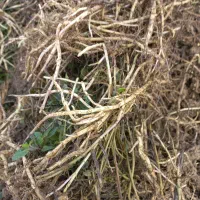 ریشه نعنا فلفلی|گل و گیاه طبیعی|صالح آباد (ایلام), |دیوار