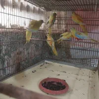 فروش طوطی نیوفما جوان