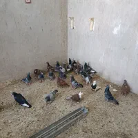 کفتر فروشی