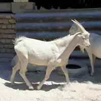 نر بز سانن . میش بره