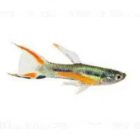 فروش ویژه ماهی های گوپی