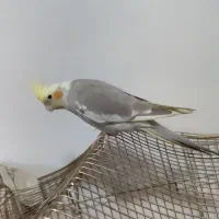 عروس هلندی|پرنده|سردشت, |دیوار