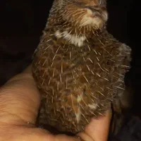 بلدرچین نر با تغذیه مناسب