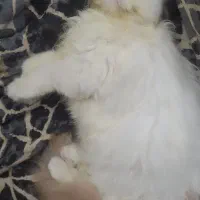 فروش گربه پرشین نر