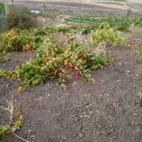 فروش زمین|فروش زمین و ملک کلنگی|پیرانشهر, |دیوار