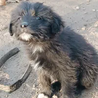 توله پاکوتاه پشمالو