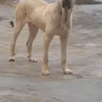 سگ نر پژدر