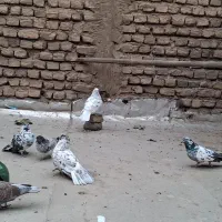 کفتر پرنده|پرنده|قرچک, زیبا شهر|دیوار