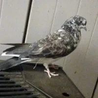 کبوتر تهرانی به شب گرفتم|پرنده|زابل, |دیوار