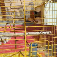 دوعدد فنچ گلدین وزبرا با قفس ولوازم|پرنده|میانه, |دیوار