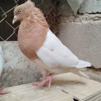 کله زرد