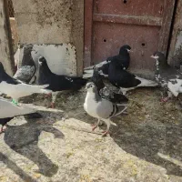 کفتر شهری بهبونی|پرنده|شیراز, سلطان آباد|دیوار