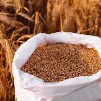 بذرمال تقویتی گندم وجو/ریشه‌زایی قوی/ضدآفت