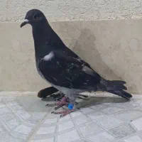 جوجه پلاکی گرفتنی