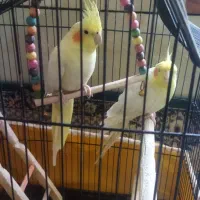 عروس هلندی لوتینو