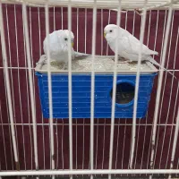 مرغ عشق