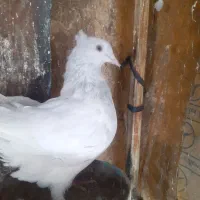 فروش ۱۸ عدد کفتر رنگی یکجا|پرنده|آباده, |دیوار