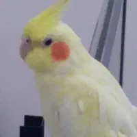 یک عروس رام یکجفت طوطی برزیلی|پرنده|بوکان, |دیوار