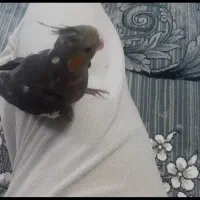 عروس هلندی گم شده